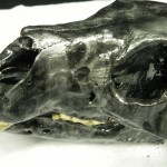 Bear skull in Reaper pic 3