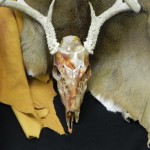 Deer Skull in Marble