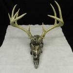 Deer skull in Microprint pic 3