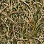 Shadowgrass Blades (SGB)_small