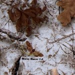 GH-049: Winter Mimicry